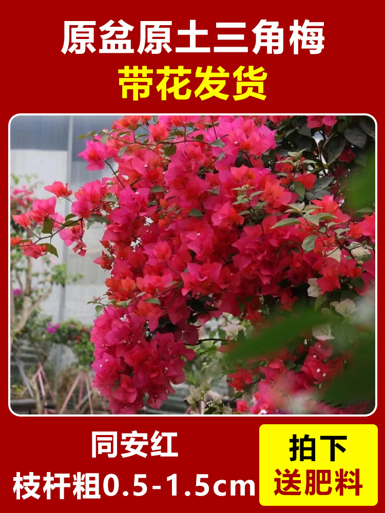 동안홍대묘 약 45~50cm [사계절 꽃이 핀다] (꽃과 함께 원래 화분에 담겨 배송)