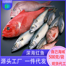 紅魚大連海鮮特產海魚廠家批發紅魚海鮮水產鮮