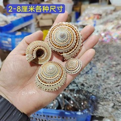 天然のサザエの貝殻のショーウインドーの置物の小さい景観は麦わら帽子のサザエの車輪の貝を飾ります。