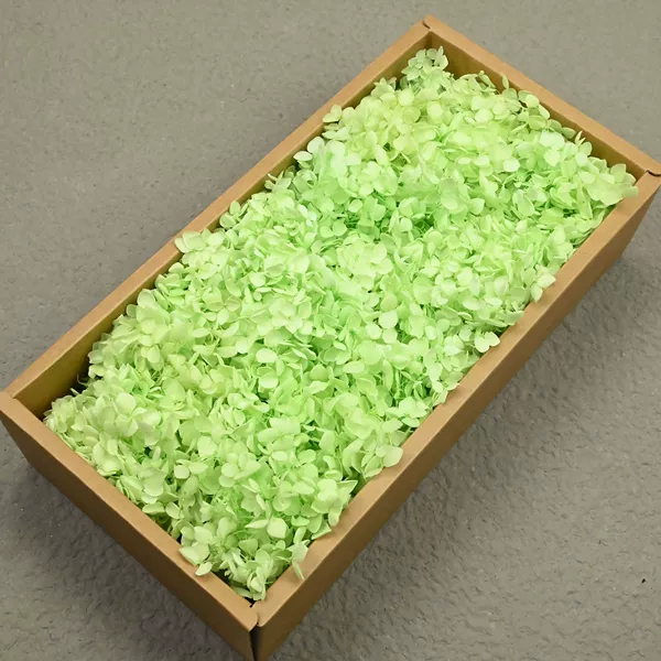 B grade Anna hydrangea green