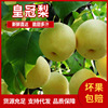 Farm wholesale Shandong Season fresh fruit Full container Deliver goods Pellicle Pear