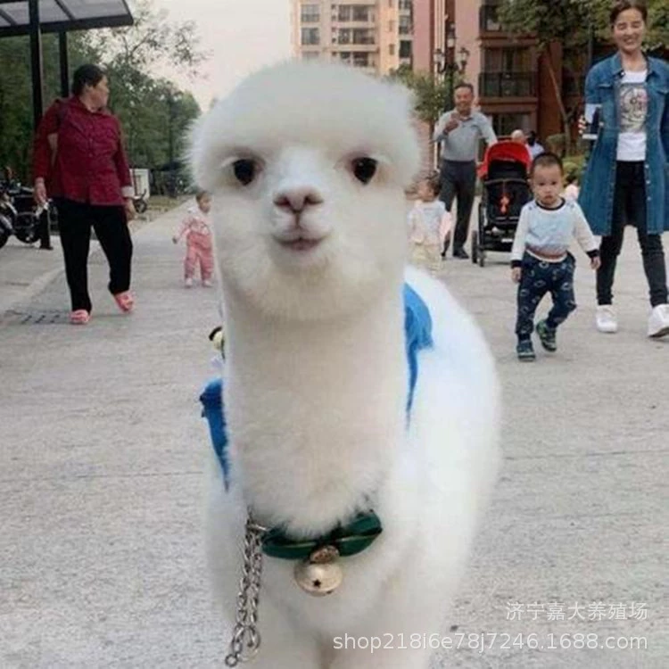 Альпака Живая Альпака Саженцы Живая Альпака на продажу Живая Альпака Pet Live