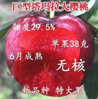 巨型塔玛拉大樱桃树苗车厘子树苗南方北方植盆栽地栽耐寒当年结果