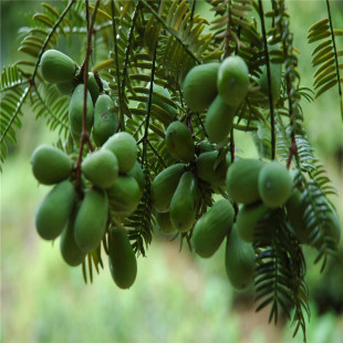 Grafted Torreya Saplings, Cold-Resistant Fruit Trees Planted in the North and South, Potted Courtyard Greening Plants, Torreya Male Tree Grafted Seedlings