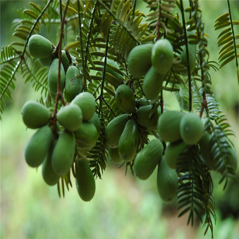 嫁接香榧树苗南北方种植耐寒果树盆栽庭院绿化植物香榧雄树嫁接苗