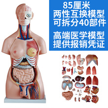 �D�ױ���ԺӋ����������վ 85cm���Ի��Q���w�|��ģ�� ���K����