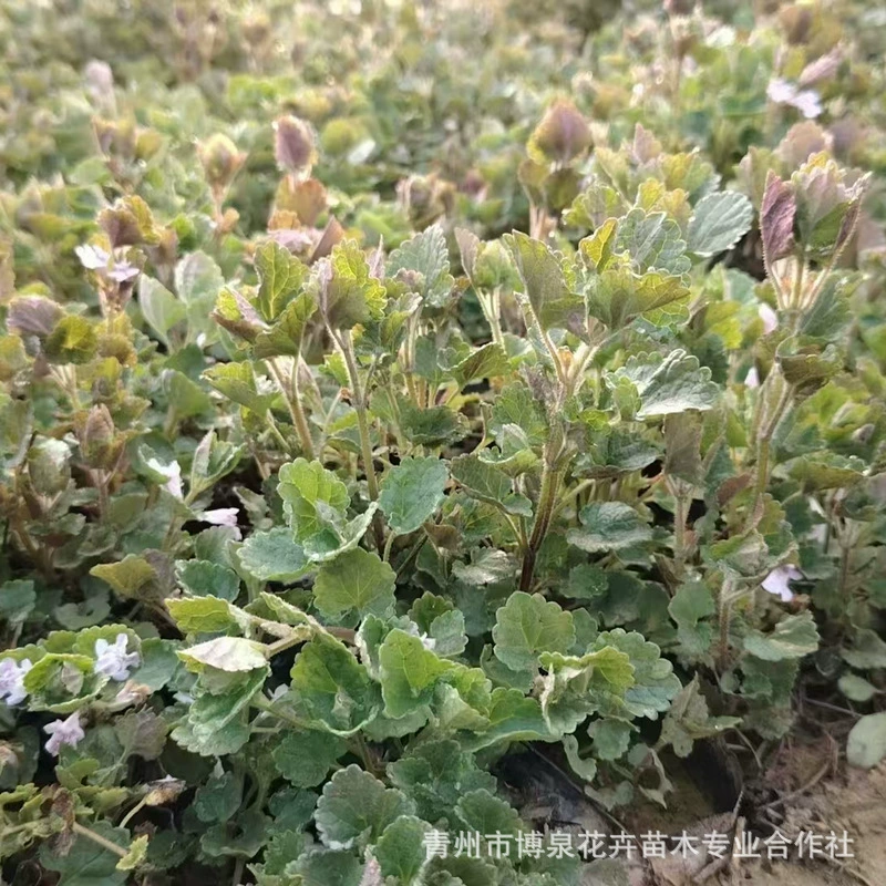 Компания Qingzhou Flower Base выращивает рассаду pennywort, цветы для залежей, газонные цветы и рассаду для ландшафтного озеленения.