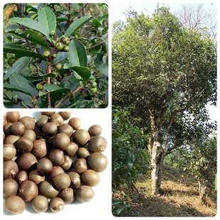 NӾGNӰײNӼtNF^ݴNļNֲ