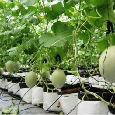 外白内黑塑料种植条 抗老化椰糠基质包装袋 草莓栽培条 现货