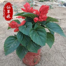 һ���t�G�����̱��� ɽ�|�r��ݻ��������̼t �V���M�[����һ���t