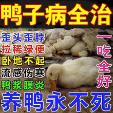 鸡鸭鹅救命药急救一片活鸽子兔子100片一件代发批发