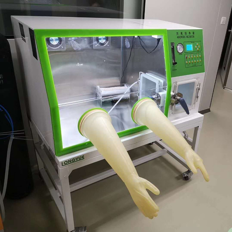 上海龙跃YQX-II厌氧培养箱 革兰氏阳性无芽孢杆菌厌氧手套箱
