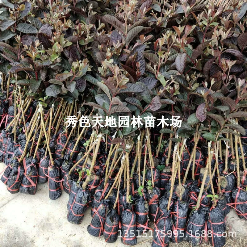 Кармин саженцы красная кожа красное мясо красное сердце красный лист гуавы саженцы привитые саженцы в горшках саженцы южных фруктовых деревьев четыре сезона