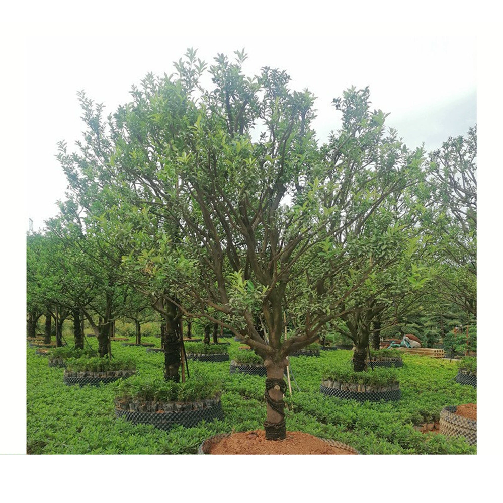 Питомник прямое утверждение кумкват дерево заросший кумкват дерево Пейзаж кумкват тип дерева хорошая цена все виды саженцев