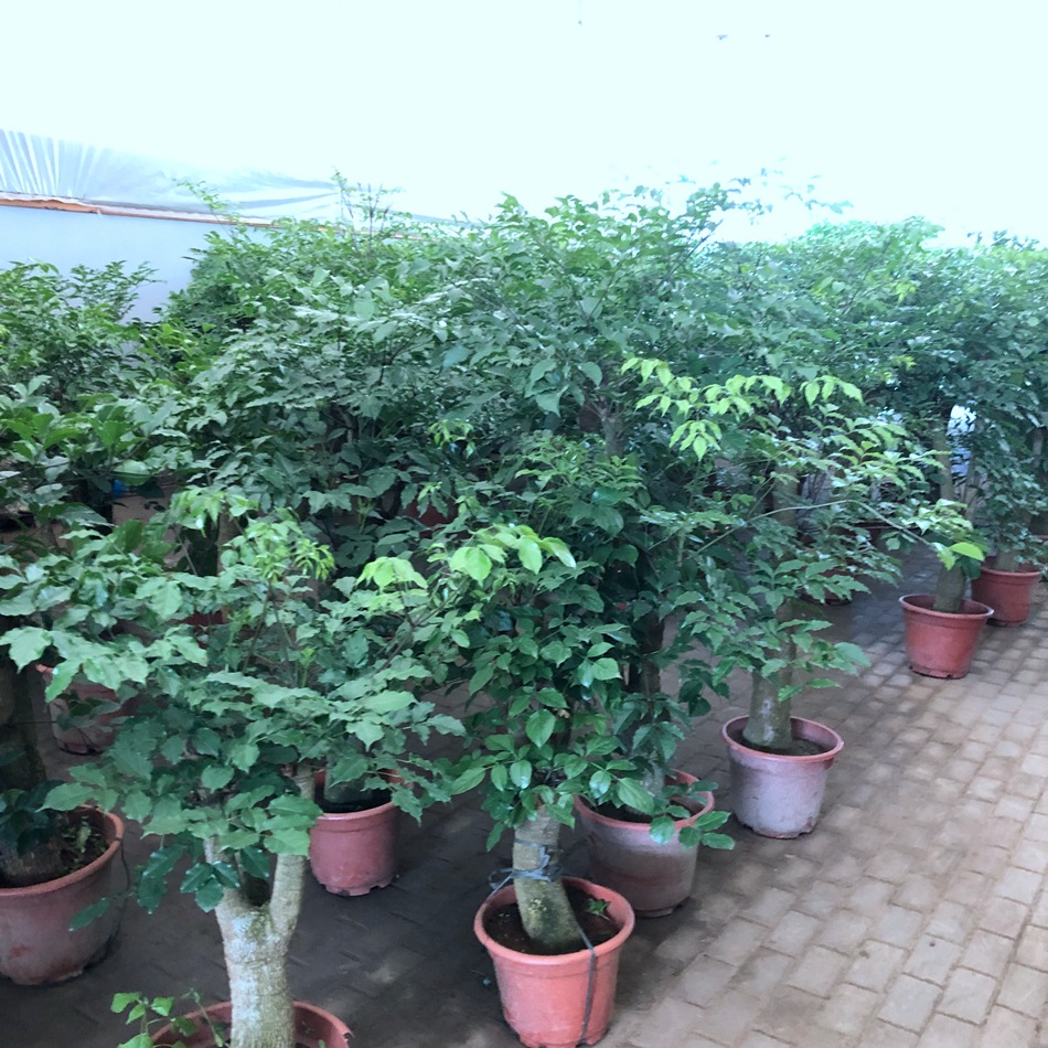 幸福树盆栽 大叶幌伞枫 菜豆树 接骨凉伞 绿宝 园艺绿化花卉盆栽-阿里巴巴