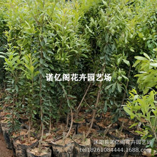 ˮח÷޽ӴɾӖ|÷ϱͥԺԵخY