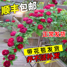 蔷薇花苗藤本月季墙微花树庭院爬藤植物花卉盆栽阳台玫瑰四季开花