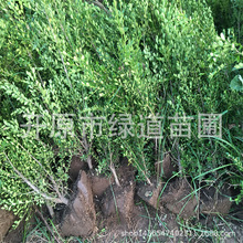 ���G�G�h�ر�ֲ���S���������С�~�S��������ģ�y�S��С�籭��