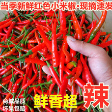广东茂名现摘小米椒辣指天椒超辣朝天椒新鲜蔬菜红辣椒泡椒剁椒