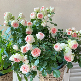 Pompom Porch Rose Flower Seedlings Balcony Terrace Fragrant Rose Flower Potted Flower Viewing Flowers Blooming in All Seasons Green Plants