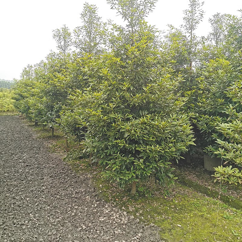 基地批发金丝楠木树苗别墅庭院绿植小叶桢楠苗水波纹丁丁楠绿化树