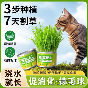 20225 Popular Cat Grass Supplies, Lazy Can, Soilless Potted Plant, Hairy Grass, Hydroponic Hair Removal Ball for Pets