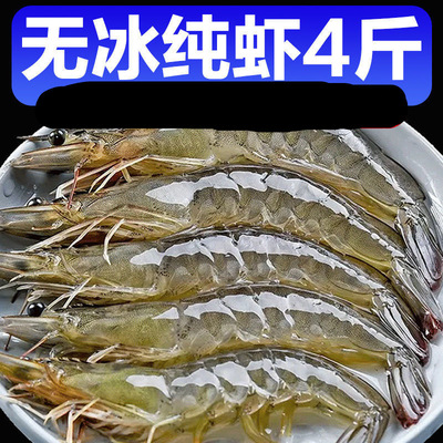 【48小時發貨】【無冰款】青島大蝦鮮活新鮮鹽凍海蝦水産壹箱對蝦
