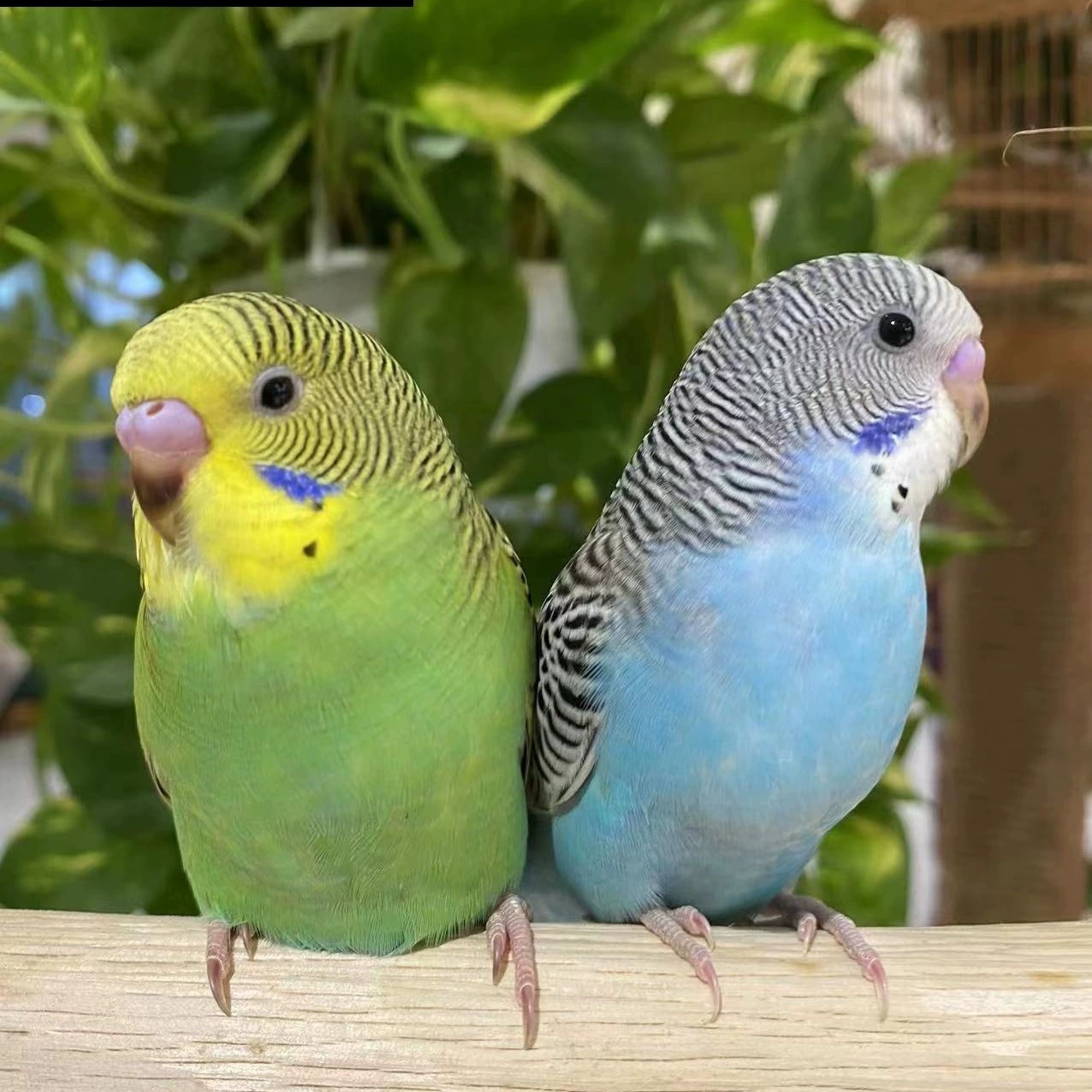 Попугаи, живые птицы, волнистые попугайчики, кореллы, птицы малого и среднего размера, которые умеют говорить, живые птицы, домашние животные.