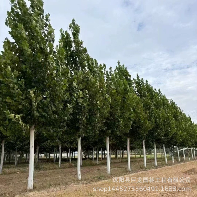 Быстрорастущие саженцы сиамского дерева, премиальные деревья сиамского дерева, саженцы французского сиамского дерева 12-15-18-20, уличные и дворовые тенистые деревья.