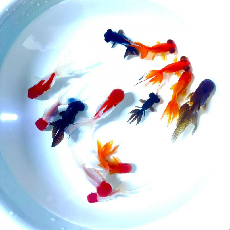 小さな金魚、活魚、観賞魚、冷水、淡水、赤魚、鯉、飼いやすい、耐久性、幸運の頭、国宝金魚|undefined