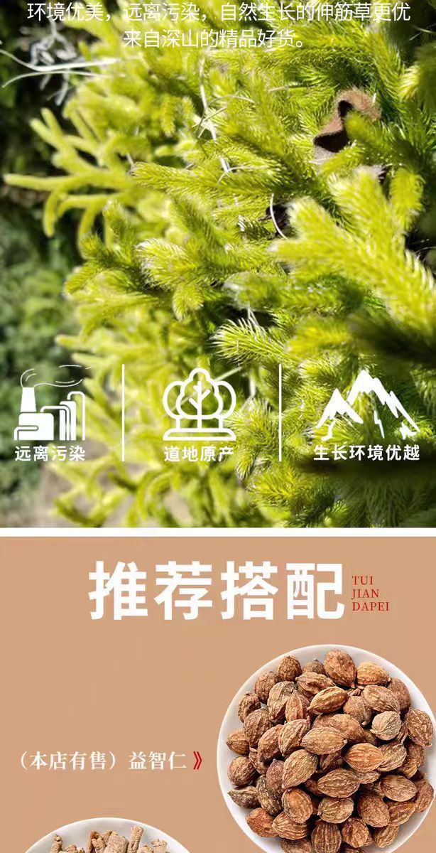 Shen Jin Cao (Lycopodium clavatum) — Dried Clubmoss Herb for Foot Soaks & Herbal Wine overview