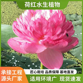 基地批发种植荷花观赏性水生植物花卉湿地庭院绿化装饰用园林植物
