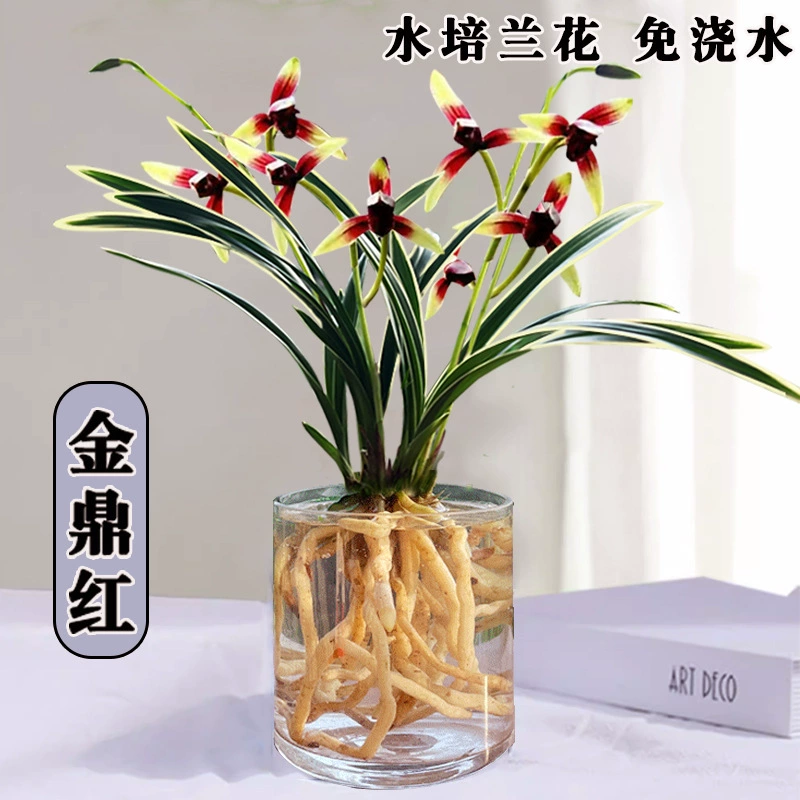 Ароматные саженцы орхидеи, орхидея Цзиндинхонг, четырехсезонная орхидея с золотой кромкой, комнатные цветочные горшечные растения, ленивые гидропонные зеленые растения.
