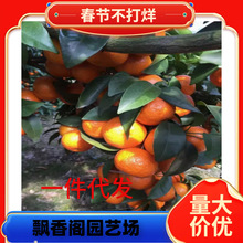 ��Ƥ������Կ�ʳ�Î��������l؛�����̨�������Ә����ϱ����Nֲ