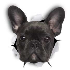 Winston&Bear法式斗牛犬3D狗贴纸法式斗牛犬装饰黑色法式斗牛犬