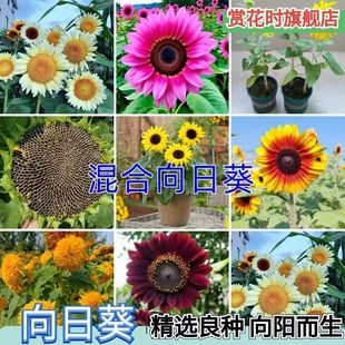���տ��N�ݻ��N���Ӱ��ļ����N�_���ߗU�^�p����ͥԺʳ�ÿ����N��
