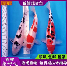 锦鲤活鱼活体锦鲤红白三色大正昭和冷水鱼淡水鱼大型观赏鱼
