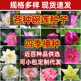 ���羳��؛����ɏ�N��ˮ�໨�Nˮ�B���������ļ��҃��_���ɻ��N��