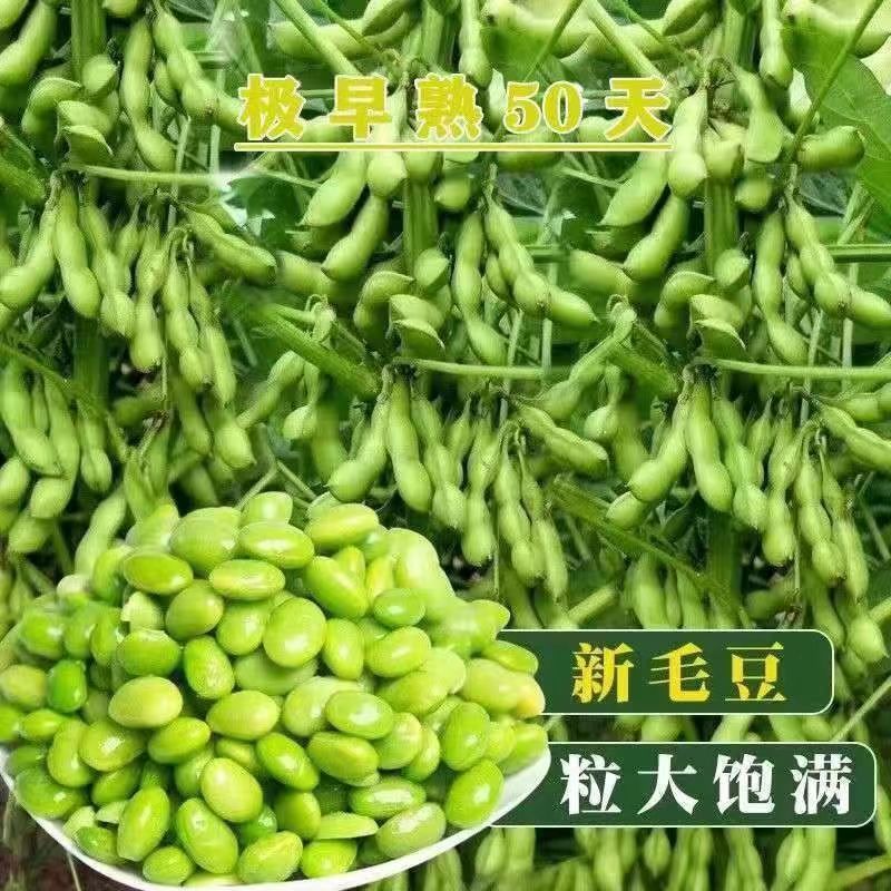 毛豆种子极早熟50天高产青豆菜种子春季蔬菜种子特早王菜豆种籽孑