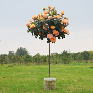 �޽Ә䘶�¼���������ǘ���¼�����õ���ͥԺ���Ե����ļ��_��