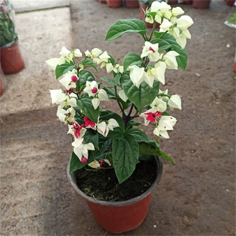 Дракон Тужу Горшечные цветы Кирин Тужу Цветы Внутренние и наружные балконные альпинистские цветы Вьющиеся цветы с бутонами