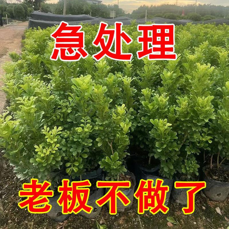 Perfume Milan Blooms All Year Round, Repels Mosquitoes, Easy-To-Live Flowers, Outdoor High-Temperature-Resistant Old Piles, Indoor Internet Celebrity Potted Plants, Strong Fragrance