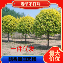 一件代发庭院绿化苗金叶榆树苗围墙造型树黄金榆树苗榆树苗行道树