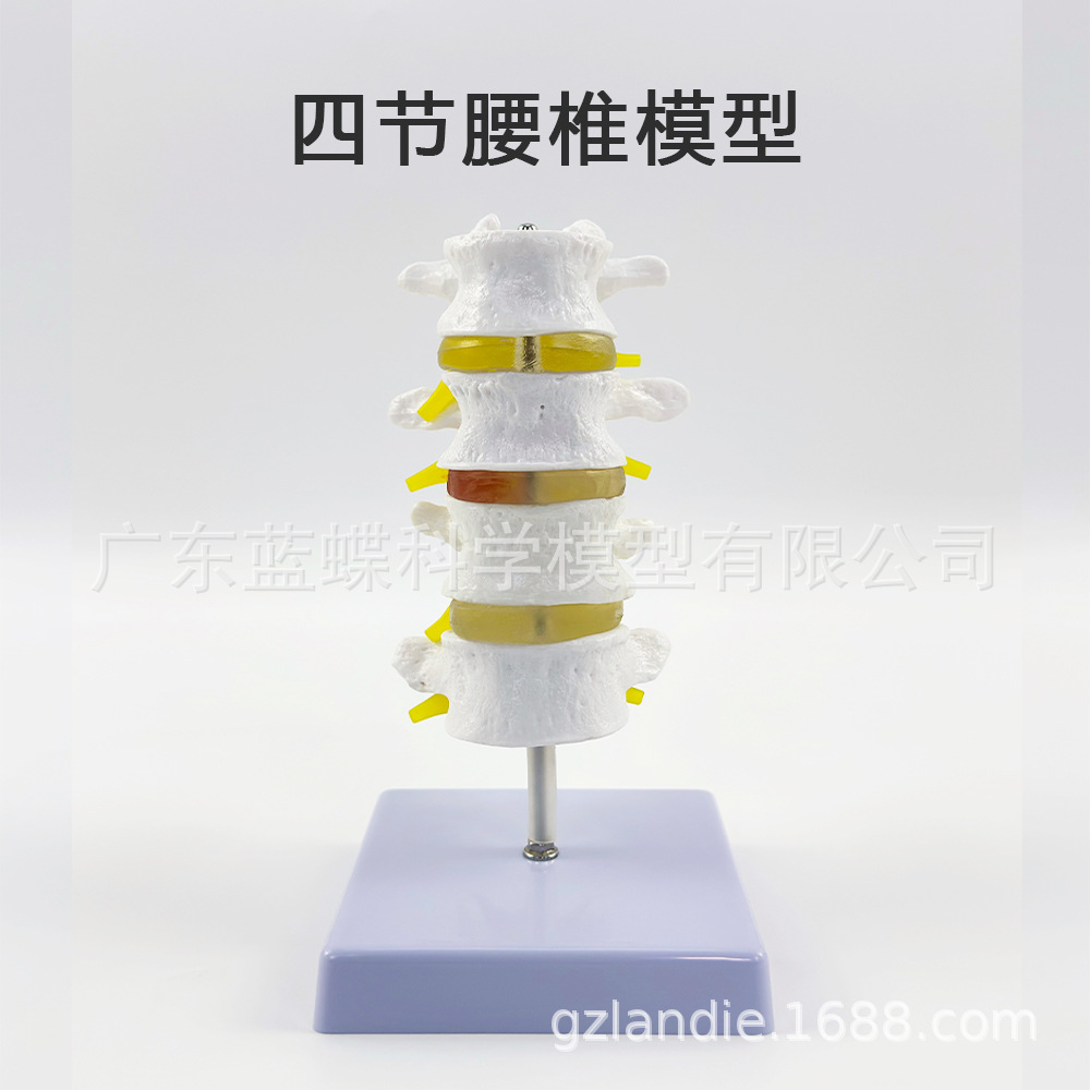 ���弹��ģ�ͼ�׵����׵ģ�� ��׵�ṹ��׵���� �ؽ�ģ�߲�����׵