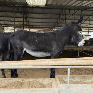 �P���H ����Сë�H ���l���H�� �B10�^���Hһ�����������