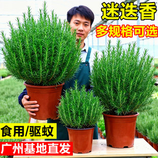 �Ե������Կ�ʳ�����r��ݴ��籡�ɰ������҃��̨��û��ܾGֲ��