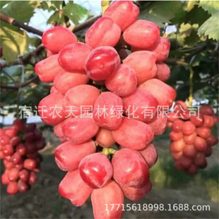 ������˟o�����ј��m�t�������̖�����翹����������ͥԺ�Nֲ