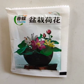 种子;草种子;草坪