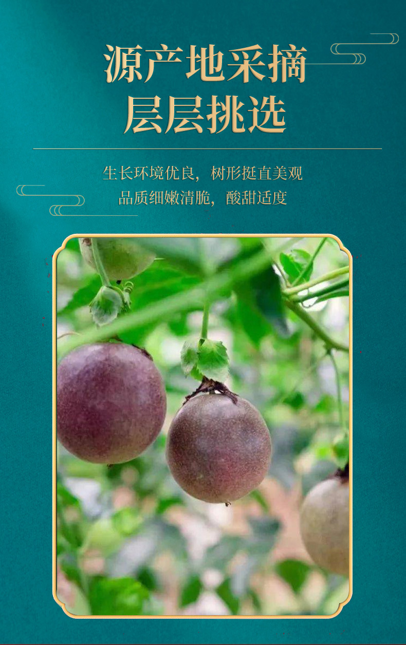 Freeze-Dried Passion Fruit & Calamondin Blend — Cold-Brew Fruit Tea with Grapefruit, Vitamin C Rich quality and texture