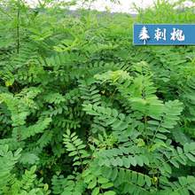 护坡灌木种子狗尾草刺槐紫穗槐猪屎豆多花木兰胡枝子葛藤草坪草籽